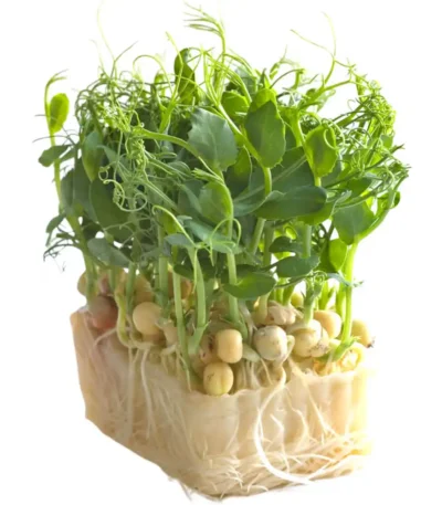 Afila Sprout