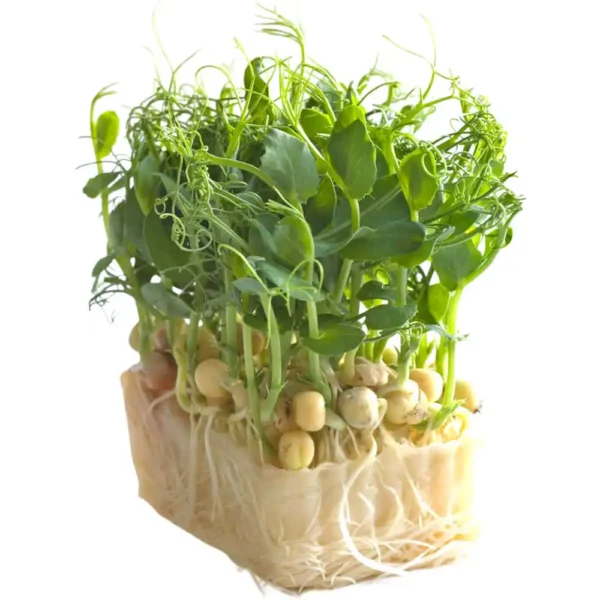 Afila Sprout
