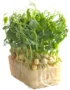 Afila Sprout