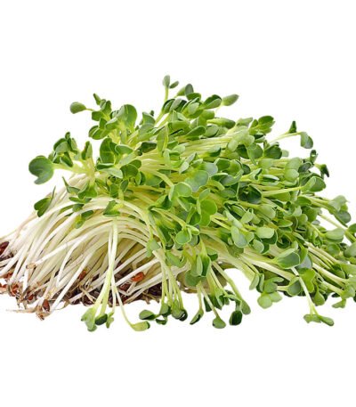Alfalfa Sprout