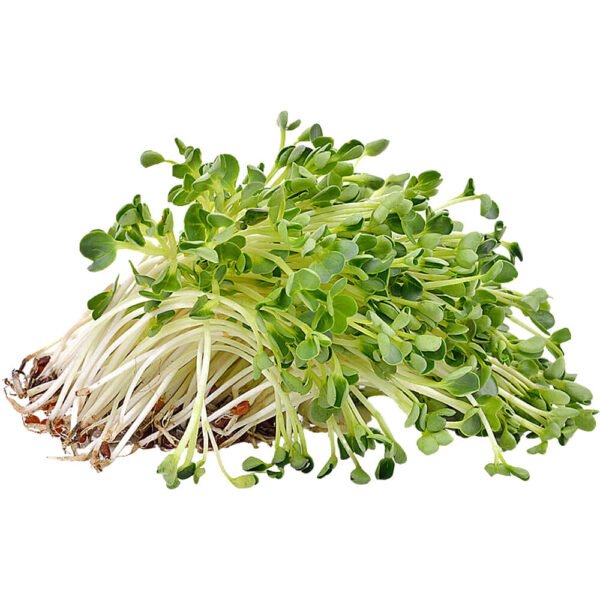 Alfalfa Sprout