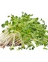 Alfalfa Sprout