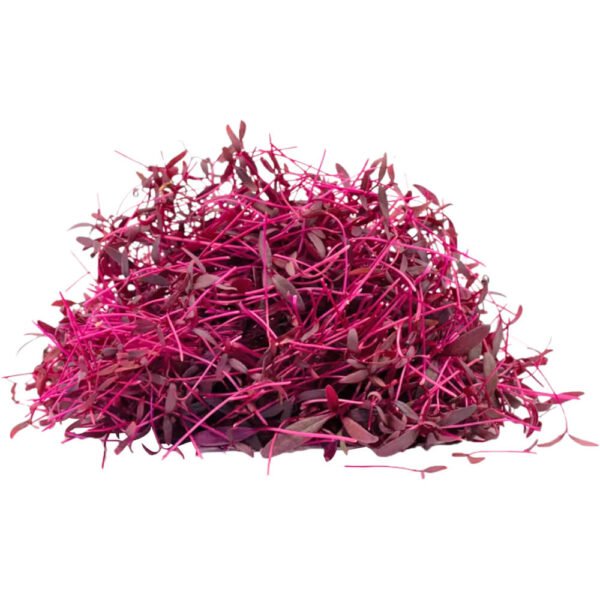 Amaranth – Microgreen Cut