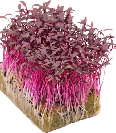 Amaranth – Microgreens Punnet