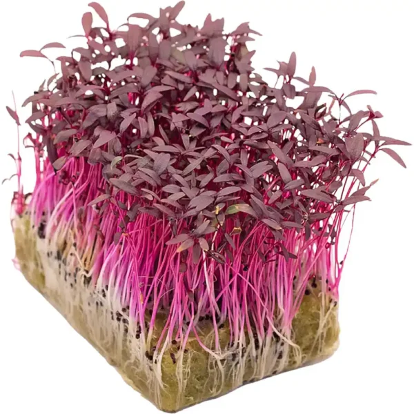 Amaranth – Microgreens Punnet