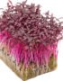 Amaranth – Microgreens Punnet