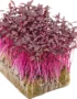 Amaranth – Microgreens Punnet