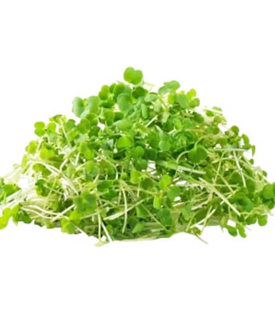 Arugula – Microgreen Cut