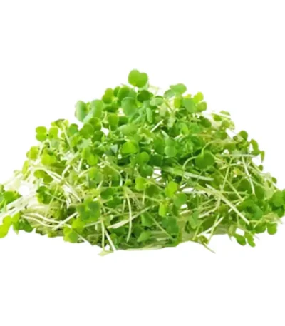 Arugula – Microgreen Cut