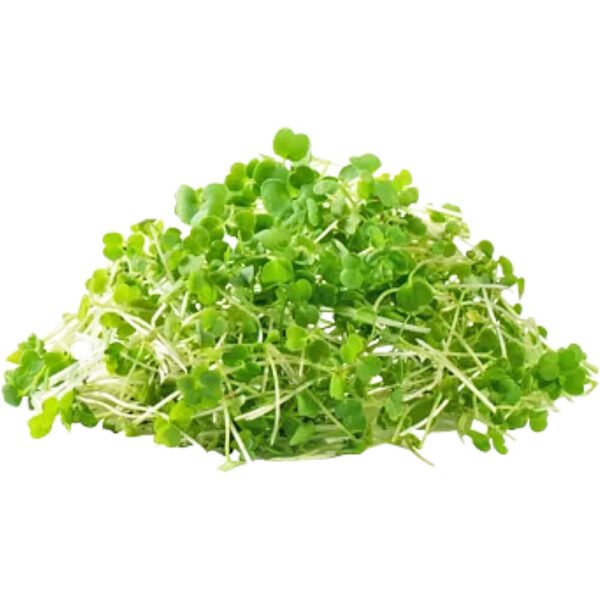 Arugula – Microgreen Cut