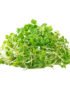 Arugula – Microgreen Cut