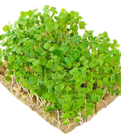 Arugula – Microgreens Punnet