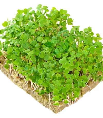Arugula – Microgreens Punnet