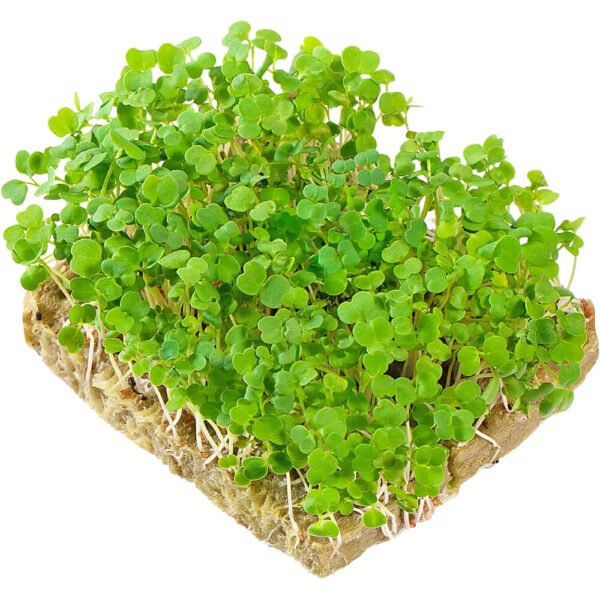 Arugula – Microgreens Punnet