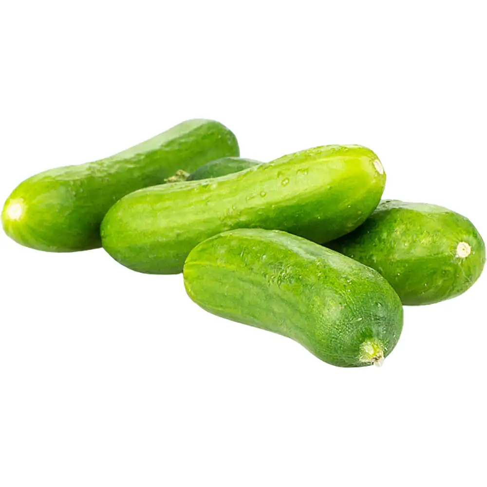 Baby Cucumber Baby Cucumber