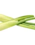 Baby Fennel