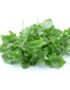 Baby Kale USA