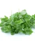 Pile of fresh, vibrant baby kale greens, perfect for salads and healthy recipes.