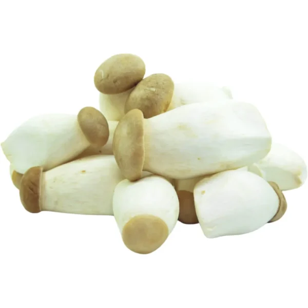 Baby King Oyster Mushroom