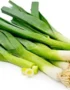 Bunch of fresh baby leeks with roots and sliced ends on a white background.