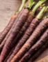 Baby Purple Carrot
