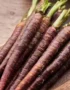A bunch of fresh baby purple carrots with green tops on a wooden surface.