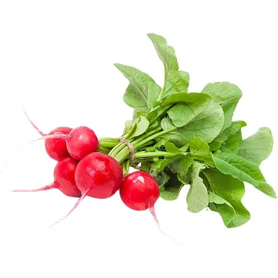 Bunch of fresh baby radishes with vibrant green leaves