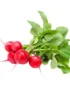 Bunch of fresh baby radishes with vibrant red roots and green leaves