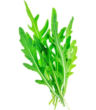 Fresh baby arugula leaves, a key ingredient in Baby Rocca UAE dishes.