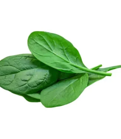 Fresh baby spinach leaves on a white background