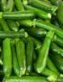 Baby Zucchini Green
