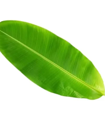 Vibrant green banana leaf with prominent veins, isolated on white.