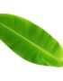 Banana Leaf