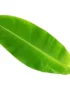 Vibrant green banana leaf with prominent veins, isolated on white.