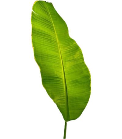 Banana Leaf