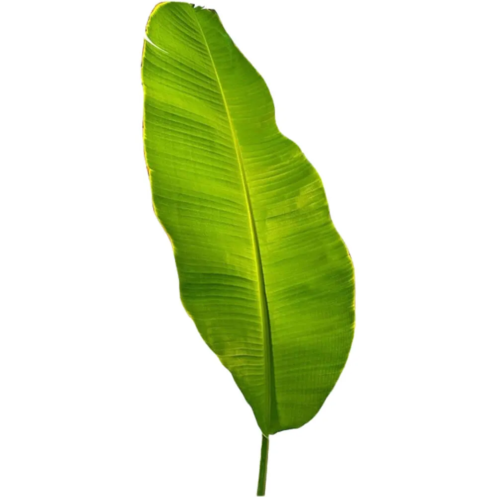 Banana Leaf Banana Leaf