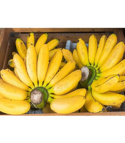 Banana Small Box