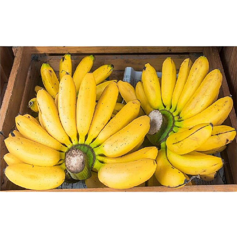 Banana Small Box