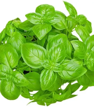 Fresh basil plant, perfect for buying basil in Dubai or wholesale in the UAE.