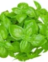 Fresh basil plant, perfect for buying basil in Dubai or wholesale in the UAE.