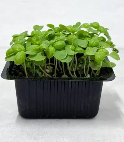 Young basil cress sprouts growing in a black seedling tray
