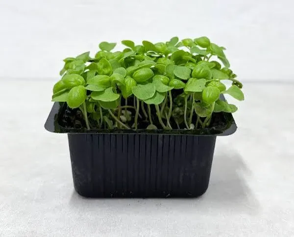 Young basil cress sprouts growing in a black seedling tray