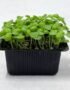 Basil Cress
