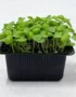Young basil cress sprouts growing in a black seedling tray