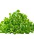 Basil Genovese – Microgreen Cut