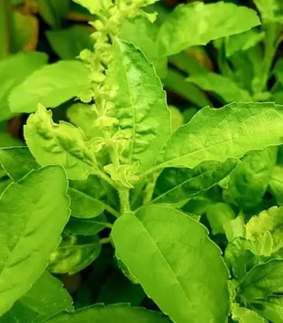 Basil Hot