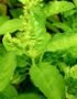 Basil Hot