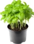 Basil Pot