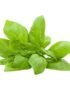 Basil Sweet Thailand