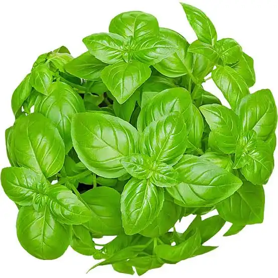 Basil